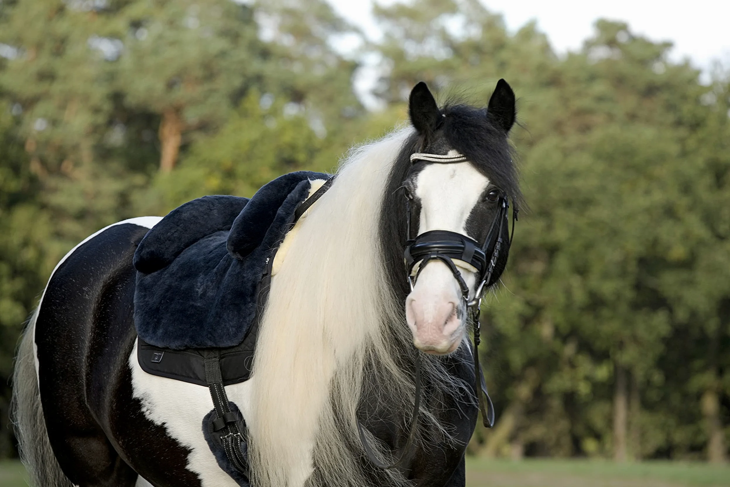 Selle de cheval «Fellsattel IBERICA Plus» de WERNER CHRIST –selle espagnole de peau d’agneau de haute qualité (treeless), pour chevaux pur-sang, poneys et shetlands. Couleurs: anthracite, marron et beige.