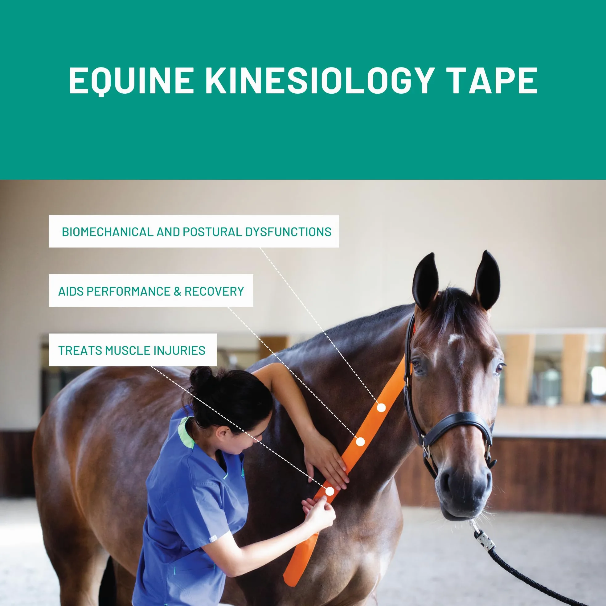 Vetkin Tape Kit d'introduction équine | Ruban de kinésiologie équine | Livre de Taping pour chevaux | 3 tailles de ruban de kinésiologie vétérinaire | Ciseaux Premium