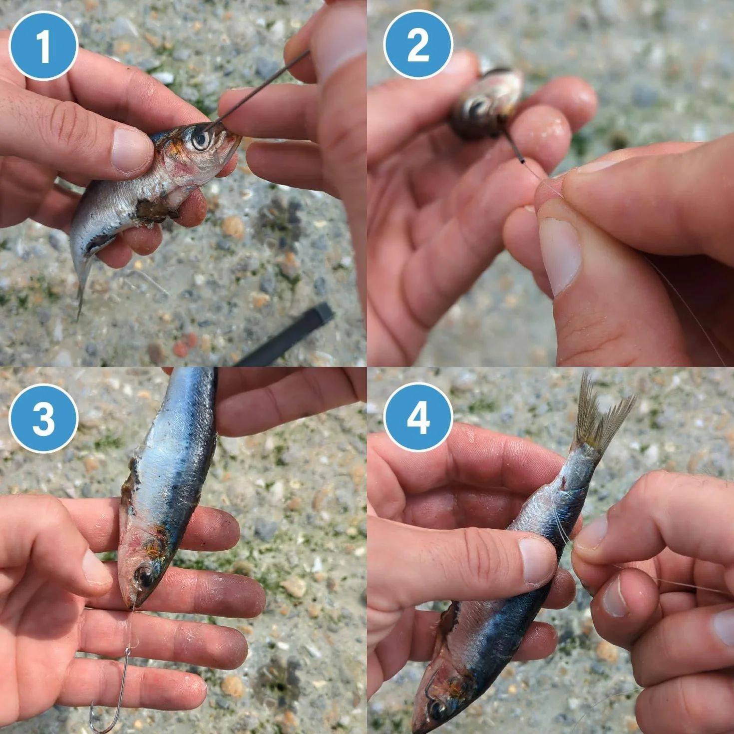 F2M - Pack pêche en surfcasting - Lot de 2 Rouleaux de Fil à ligaturer Les appâts + 1 Boite de 5 Aiguilles à locher Les vers