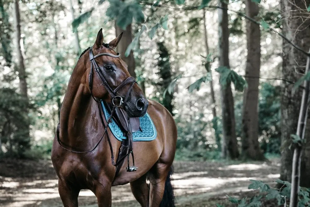 Kentucky Tapis DE Selle Velvet Emeraude Saut Cheval